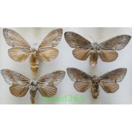 Dendrolimus pini (Linnaeus, 1758) 4xfemale Barczatka sosnówka Poland64